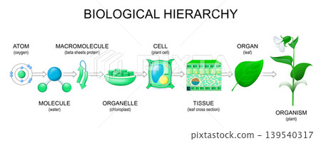 Biological hierarchy. Levels of Organization of Life Biological hierarchy. Levels of Organization of Life 139540317