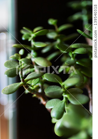 Vivid green plant with shiny leaves creates peaceful and natural interior setting Vivid green plant with shiny leaves creates peaceful and natural interior setting 139540318