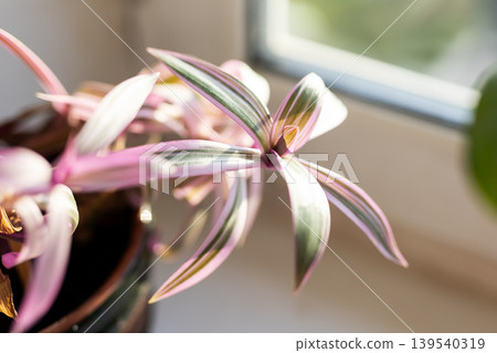 Charming patterned foliage of houseplant presented in cozy modern interior setting Charming patterned foliage of houseplant presented in cozy modern interior setting 139540319