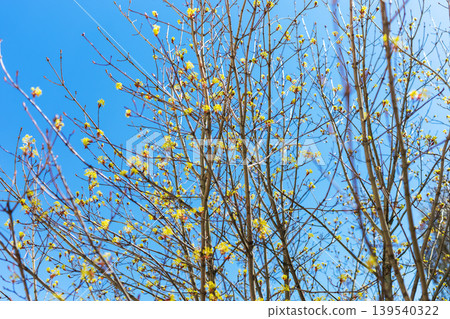 Springtime nature scene. Quiet park scene with budding branches and sunlight filtering Springtime nature scene. Quiet park scene with budding branches and sunlight filtering 139540322