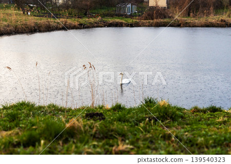 Idyllic pond scene showcasing drifting bird and muted autumn tones in peaceful countryside Idyllic pond scene showcasing drifting bird and muted autumn tones in peaceful countryside 139540323