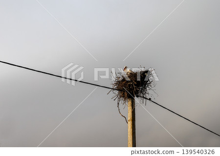 Perched alone beneath quiet sky. An isolated avian dwelling atop pole with wire under dusk sky Perched alone beneath quiet sky. An isolated avian dwelling atop pole with wire under dusk sky 139540326