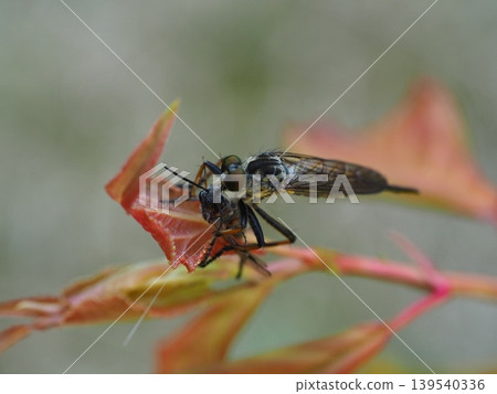 Insect Ecology: Feeding Scene of a Robber Fly Insect Ecology: Feeding Scene of a Robber Fly 139540336