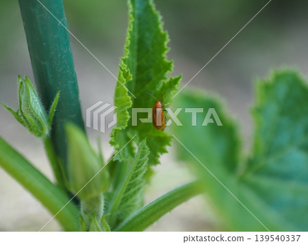 Pests in home gardens: Cucumber beetles that feed on leaves Pests in home gardens: Cucumber beetles that feed on leaves 139540337