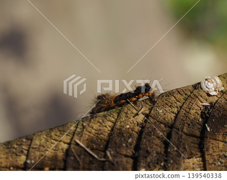 Beware of poisonous hairs: Macro view of the larva (caterpillar) of the gypsy moth. Beware of poisonous hairs: Macro view of the larva (caterpillar) of the gypsy moth. 139540338