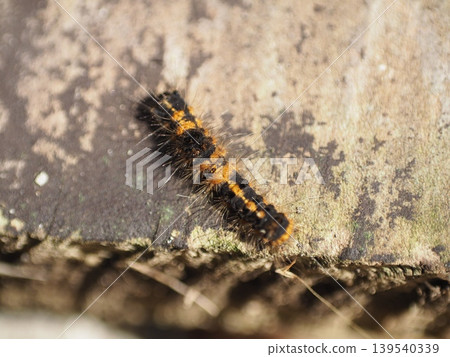 A close-up of a poisonous moth larva, a dangerous creature lurking in the garden. 139540339