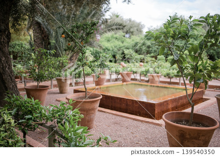15 April 2025: Marrakech, Morocco. View on colorful wall of mansion and potted plants in Majorelle garden 15 April 2025: Marrakech, Morocco. View on colorful wall of mansion and potted plants in Majorelle garden 139540350