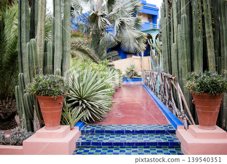 15 April 2025: Marrakech, Morocco. View on colorful wall of mansion and potted plants in Majorelle garden 15 April 2025: Marrakech, Morocco. View on colorful wall of mansion and potted plants in Majorelle garden 139540351