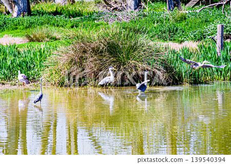 Storks drinking and cooling off in a natural habitat at the Vallcalent Wildlife Center in Lleida, Catalonia, Spain Storks drinking and cooling off in a natural habitat at the Vallcalent Wildlife Center in Lleida, Catalonia, Spain 139540394