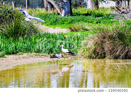 Storks drinking and cooling off in a natural habitat at the Vallcalent Wildlife Center in Lleida, Catalonia, Spain 139540395