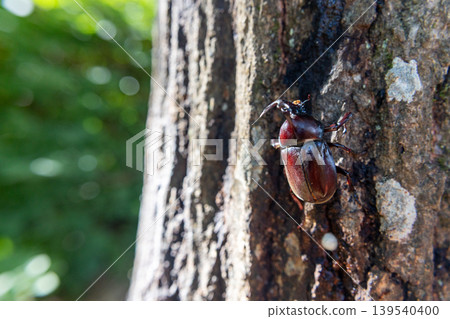 A rhinoceros beetle perched on an oak tree 139540400