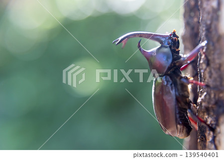 A beetle's profile bathed in the morning light. A beetle's profile bathed in the morning light. 139540401