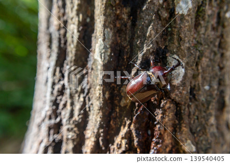 Wild beetles searching for tree sap Wild beetles searching for tree sap 139540405
