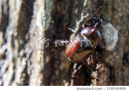A rhinoceros beetle appeared in the summer forest. A rhinoceros beetle appeared in the summer forest. 139540406