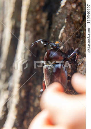 A child's hand catching a rhinoceros beetle (vertical view) A child's hand catching a rhinoceros beetle (vertical view) 139540407