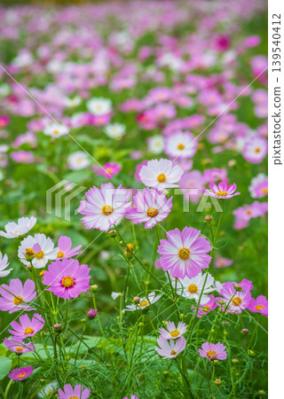 Cosmos flowers (Cosmos field south of JR Seki Station, Seki-cho, Kameyama City, Mie Prefecture) Cosmos flowers (Cosmos field south of JR Seki Station, Seki-cho, Kameyama City, Mie Prefecture) 139540412
