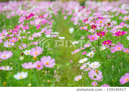 波斯菊（JR關站南側的波斯菊田，龜山市關町，三重縣） 139540417