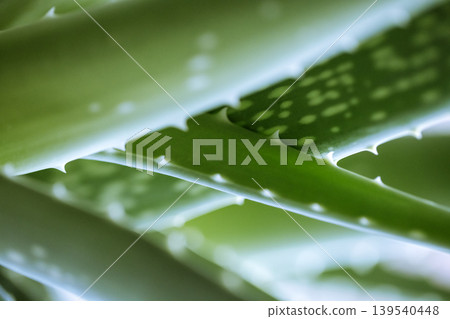 Close-up view of green aloe vera plant leaves showcasing texture and natural patterns with sharp edges and light reflections in a soft-focus background Close-up view of green aloe vera plant leaves showcasing texture and natural patterns with sharp edges and light reflections in a soft-focus background 139540448