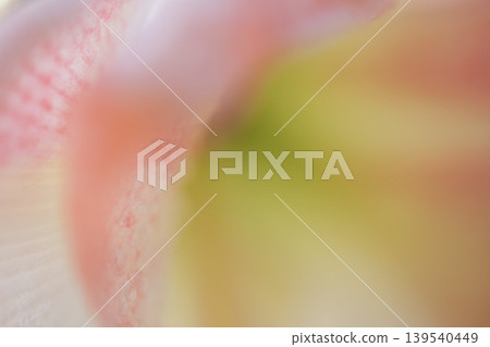 Close-up view of soft pink and green flower petals with delicate textures and gradients, showcasing the intricate details of nature's beauty in a blurred background 139540449