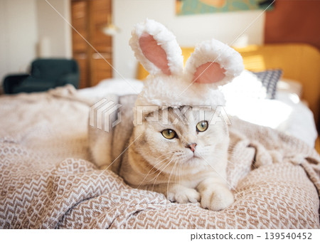 Domestic cat wearing a fluffy bunny hat lies on a cozy blanket in a bright bedroom with soft lighting and a colorful wall art in the background 139540452
