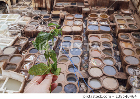 Hand holding fresh mint leaves above a traditional dyeing workshop with large vats of colorful dye in various shades and textures visible in the background 139540464