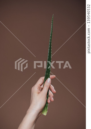 Hand holding a vibrant green aloe vera leaf against a soft brown background, showcasing the plant's natural beauty and health benefits in a minimalist composition Hand holding a vibrant green aloe vera leaf against a soft brown background, showcasing the plant's natural beauty and health benefits in a minimalist composition 139540532