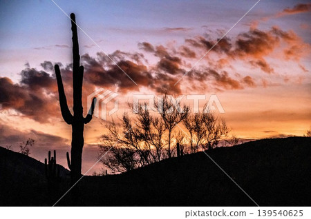 South Mountain Park Phoenix Arizona Desert Landscape with Saguaro Cactus Silhouettes South Mountain Park Phoenix Arizona Desert Landscape with Saguaro Cactus Silhouettes 139540625