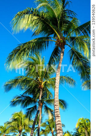 Towering Tropical Palm Trees Reaching Into Brilliant Blue Summer Sky Above 139540626