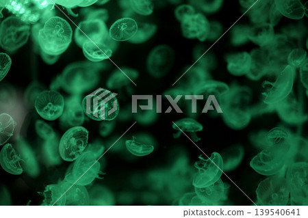 Close-up of a jellyfish in dark water. Beautiful underwater world 139540641