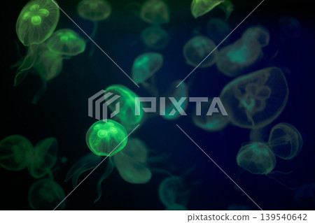 Close-up of a jellyfish in dark water. Beautiful underwater world Close-up of a jellyfish in dark water. Beautiful underwater world 139540642