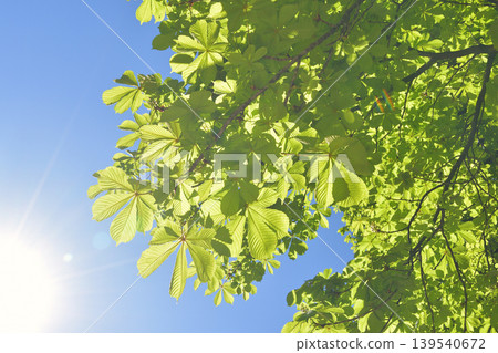 Chestnut trees and dappled sunlight in Luxembourg Gardens, Paris, France (April 13, 2026) Chestnut trees and dappled sunlight in Luxembourg Gardens, Paris, France (April 13, 2026) 139540672