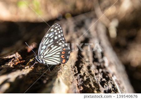 A Red-spotted Purple butterfly feeding on tree sap. A Red-spotted Purple butterfly feeding on tree sap. 139540676