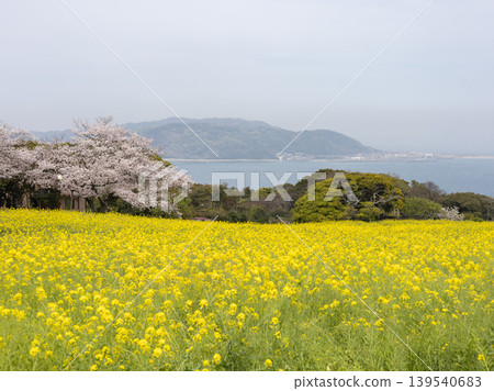 一片油菜花和櫻花田在大海的襯托下綿延開來(能古島) 一片油菜花和櫻花田在大海的襯托下綿延開來(能古島) 139540683