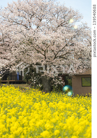 櫻花和油菜花盛開(能古島) 櫻花和油菜花盛開(能古島) 139540688