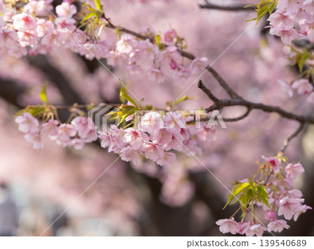 Kawazu cherry blossoms in full bloom (Otogawa, Aichi Prefecture, Aoi Cherry Blossoms) 139540689
