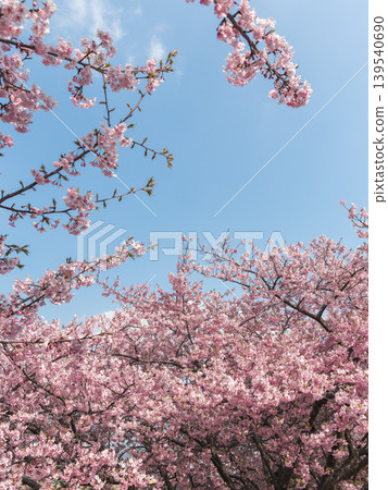 Kawazu cherry blossoms in full bloom against a blue sky (Aichi Prefecture, Otogawa River, Aoi Cherry Blossoms) Kawazu cherry blossoms in full bloom against a blue sky (Aichi Prefecture, Otogawa River, Aoi Cherry Blossoms) 139540690
