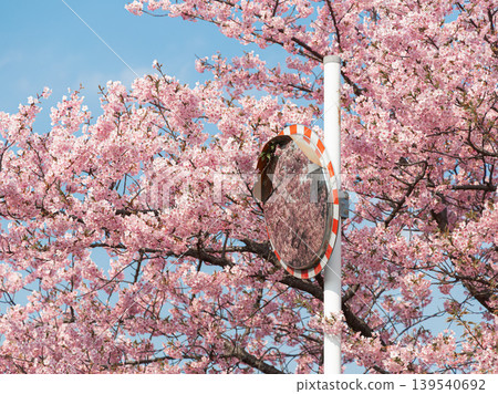 Kawazu cherry blossoms in full bloom and a convex mirror (Otogawa, Aichi Prefecture, Aoi Cherry Blossoms) Kawazu cherry blossoms in full bloom and a convex mirror (Otogawa, Aichi Prefecture, Aoi Cherry Blossoms) 139540692
