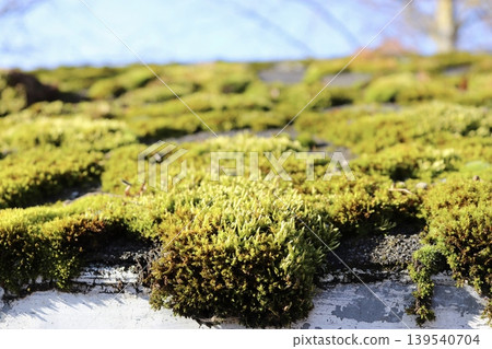 Close-up of green moss growing on an old tiled roof of a house Close-up of green moss growing on an old tiled roof of a house 139540704