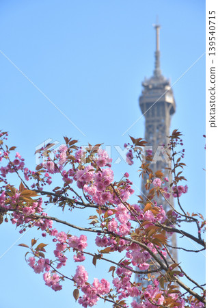 Cherry blossoms in bloom in Trocadéro Square, Paris: A spring scene in France (March 22, 2026) Cherry blossoms in bloom in Trocadéro Square, Paris: A spring scene in France (March 22, 2026) 139540715