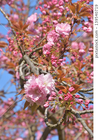 Cherry blossoms in bloom in Trocadéro Square, Paris: A spring scene in France (March 22, 2026) Cherry blossoms in bloom in Trocadéro Square, Paris: A spring scene in France (March 22, 2026) 139540719