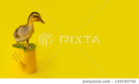 banner one small yellow variegated duckling stays on metal watering can with grass on yellow background, selective focus banner one small yellow variegated duckling stays on metal watering can with grass on yellow background, selective focus 139540756