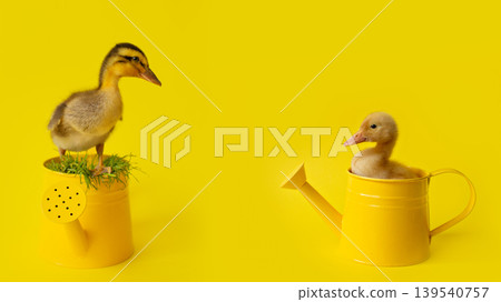 banner two small duckling one stands, other sits in metal watering can with grass on yellow background, selective focus banner two small duckling one stands, other sits in metal watering can with grass on yellow background, selective focus 139540757