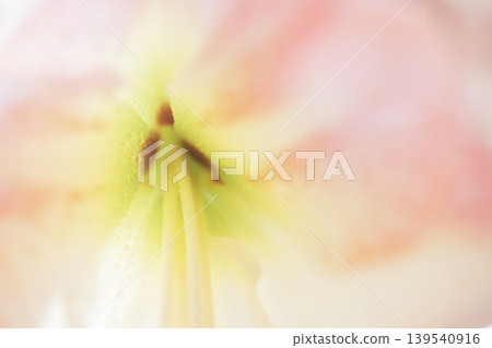 Close-up view of a delicate flower's inner structure showcasing soft pink petals and yellow stamen, with a blurred background enhancing the floral details Close-up view of a delicate flower's inner structure showcasing soft pink petals and yellow stamen, with a blurred background enhancing the floral details 139540916