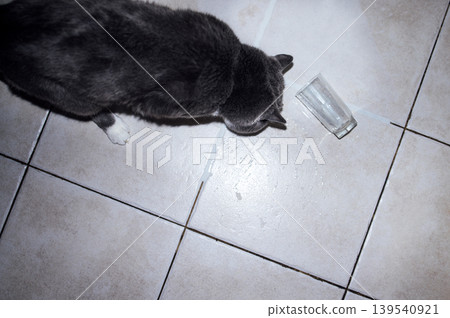 Gray cat curiously investigates a spilled glass on tiled floor, showcasing playful behavior and the aftermath of an accidental mess in a cozy home environment 139540921