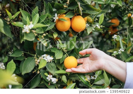 Hand reaching for ripe orange fruit among lush green leaves and delicate white blossoms, showcasing the beauty of nature and the joy of harvesting fresh produce Hand reaching for ripe orange fruit among lush green leaves and delicate white blossoms, showcasing the beauty of nature and the joy of harvesting fresh produce 139540922