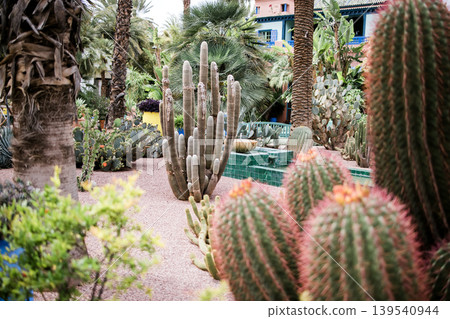 15 April 2025: Marrakech, Morocco. View on colorful wall of mansion and potted plants in Majorelle garden 15 April 2025: Marrakech, Morocco. View on colorful wall of mansion and potted plants in Majorelle garden 139540944