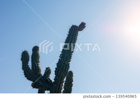 Tall green cactus against bright clear sky Tall green cactus against bright clear sky 139540965