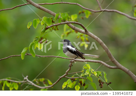Small oriental magpie robin perched on slender tree branches while singing in a lush tropical woodland with soft green foliage and natural outdoor atmosphere. Small oriental magpie robin perched on slender tree branches while singing in a lush tropical woodland with soft green foliage and natural outdoor atmosphere. 139541072
