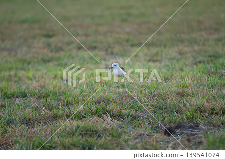 Slender long-legged shorebird resting in a grassy meadow with soft natural background and minimal composition, ideal for wildlife, ecology, and outdoor themes. Slender long-legged shorebird resting in a grassy meadow with soft natural background and minimal composition, ideal for wildlife, ecology, and outdoor themes. 139541074
