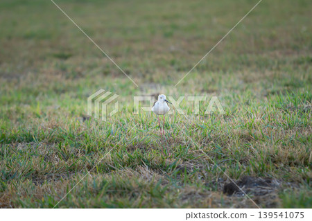 Wild shorebird with slender pink legs standing quietly in open grassy terrain with soft blurred background, perfect for ecology, wildlife, and nature concepts. Wild shorebird with slender pink legs standing quietly in open grassy terrain with soft blurred background, perfect for ecology, wildlife, and nature concepts. 139541075